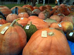 kabotya2010no3.jpg