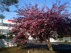 yaesakura2010.jpg