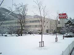 080121雪化粧1.jpg