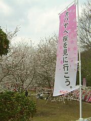 sakura080405no1.jpg