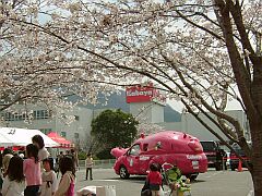 sakura080406no1.jpg