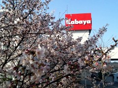 sakurafes20100402no1.jpg