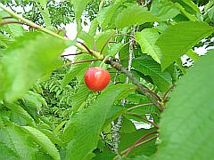 sakuranbo200805.jpg