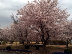 syainhanami201004.jpg